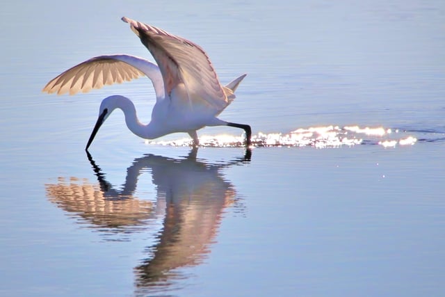 Reflected Little Egret by John Lauper