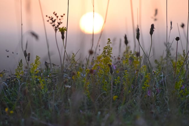 Sunrise through the wildflowers by Shelley Cornes