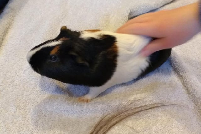 Who even needs scissors and clippers when Sarah Slee's family pet is keen to give his owners a fresh cut by nibbling on their locks. She said: "Our guinea pig likes giving us all a trim, my daughter wasn't quite so pleased with the amount he chewed off..."