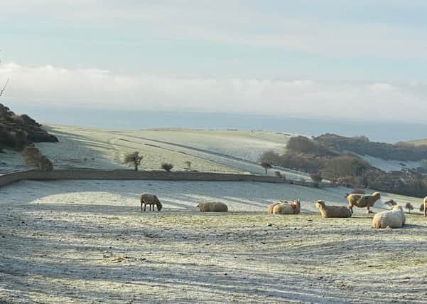 Sheep relax in the sunshine on a frosty morning at Crowlink. Taken by Melanie Wells with an iPhone Max Pro. SUS-210113-094441001