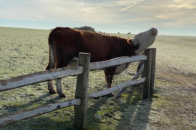Another one from Melanie Wells at Crowlink - a cow enjoying her scratching post on a frosty morning. Taken with an iPhone Max Pro. SUS-210113-095220001