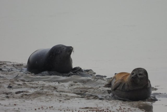 Seals at Sovereign Harbour on New Year's Day, by Tara White. SUS-210113-101835001