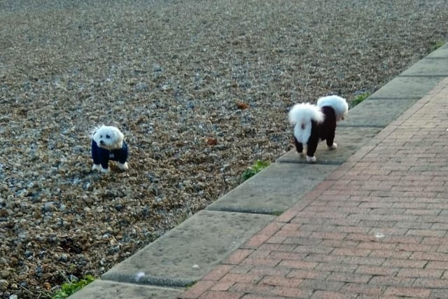 Social distancing dogs on Eastbourne seafront, by Ruth Campbell. SUS-210113-102259001