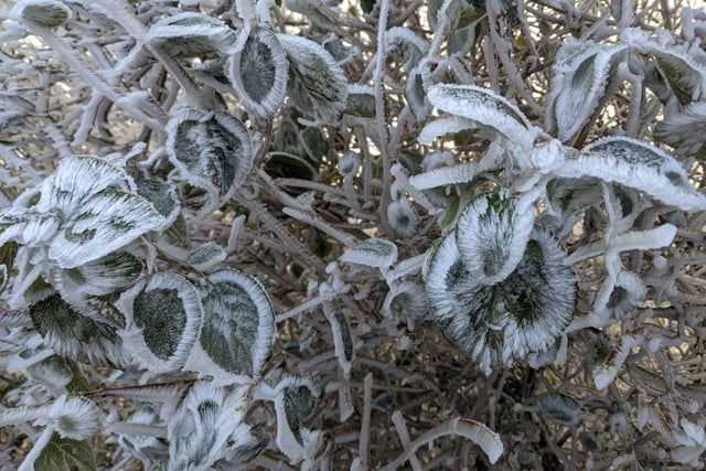 Reader Adam submitted this picture of a frosty thicket in Stopsley Way