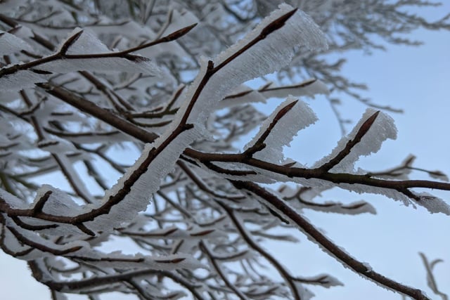 Branches laden with snow