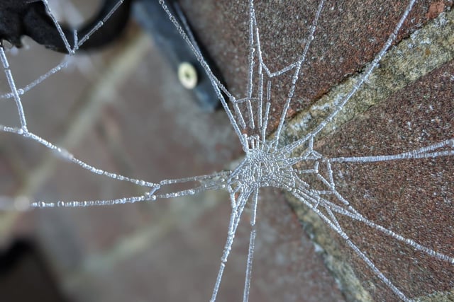 A frozen spider web (taken on morning of January 8)
