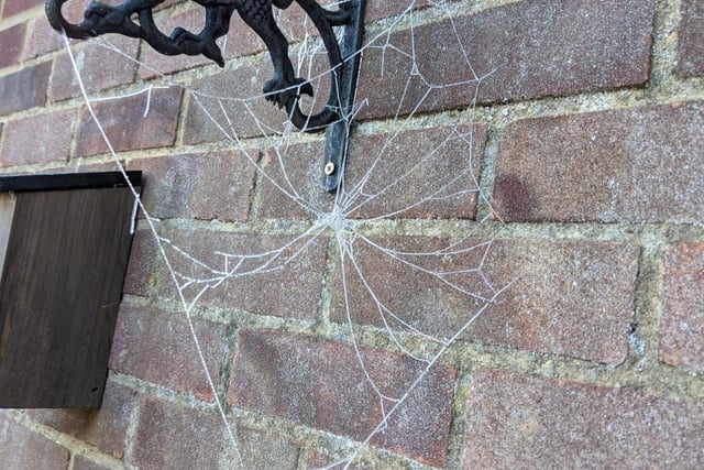 This web was perfectly preserved in ice