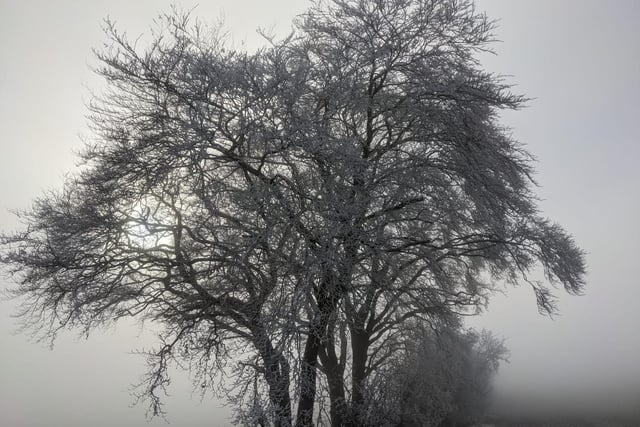 Reader Martin captured a picture of this tree cloaked in wintry mist