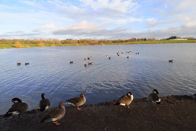 Julie Holloway has been watching the geese and ducks preen themselves at Furzton Lake.