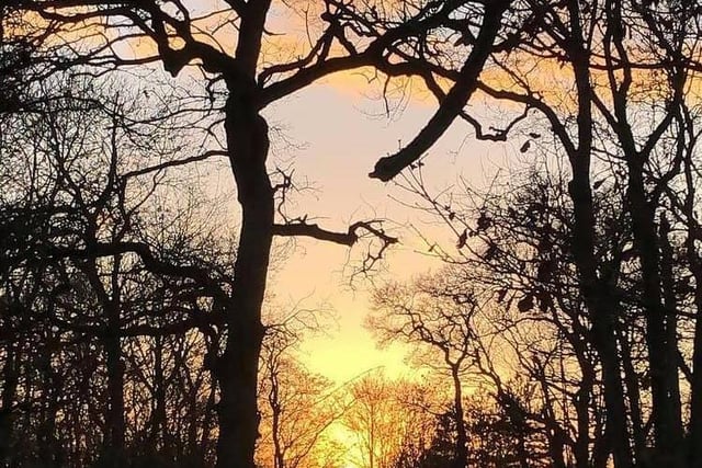Vivienne Harman has snapped a pink and golden Linford Wood in the golden hour.