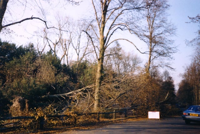 Mill Road after the Great Storm of 1987