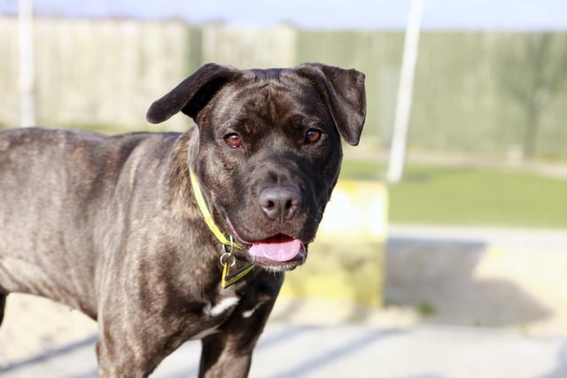 Luna is a young female Staffordshire cross, full of excitable energy, but has a sensitive side, too
