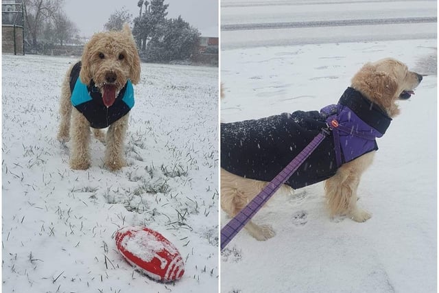 Amy Donegan had fun in the snow with her dogs in Duston