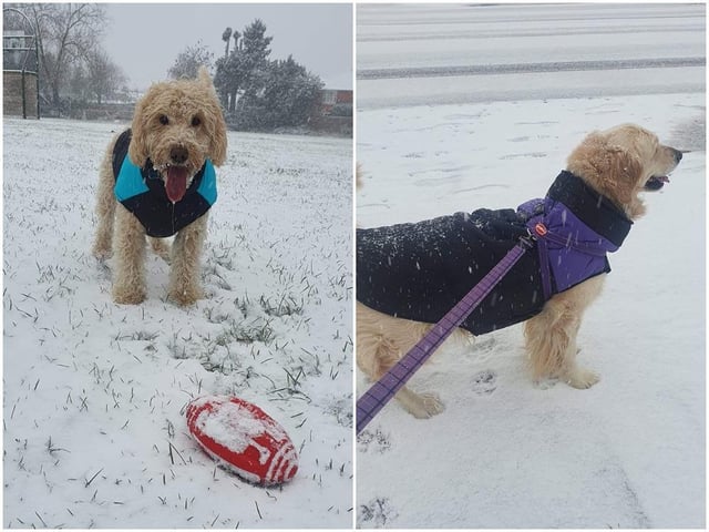 Amy Donegan had fun in the snow with her dogs in Duston