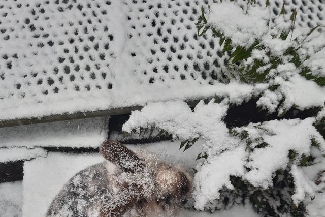 Laura Ladd's photo of a snowy rabbit