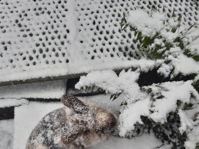 Laura Ladd's photo of a snowy rabbit