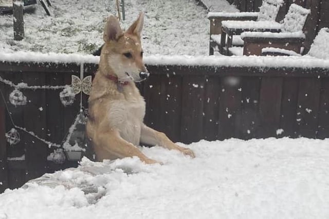 Terri Adams' dog looks very puzzled by the snow on the table