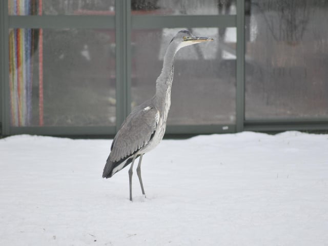 Malcolm Livesey captured this photo of a Heron in his garden in Water End on Sunday