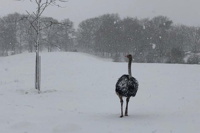 Ostrich explores its snowy home at ZSL Whipsnade Zoo (C: Anusia Acus)