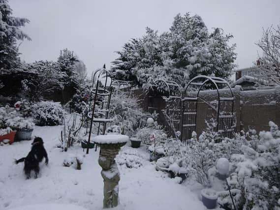 Reader Doreen Steinberg submitted this picture of a garden blanketed in snow