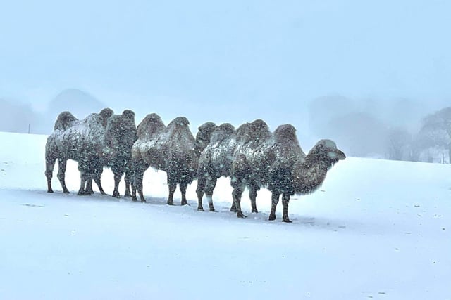 Bactrian camels explore a snowy paddock at ZSL Wipsnade Zoo  (C: Alex Cliffe)