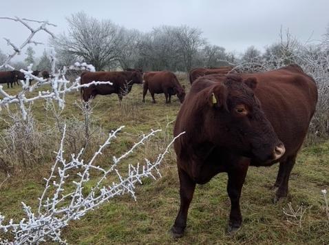 Cattle grazing in a wintry field    (C: Heidi Bains)