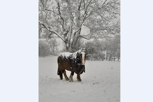 Kevin Briers sent in this pony not exactly looking thrilled about the snow.