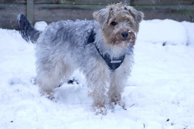 Melissa Newson's dog has fun in the snow