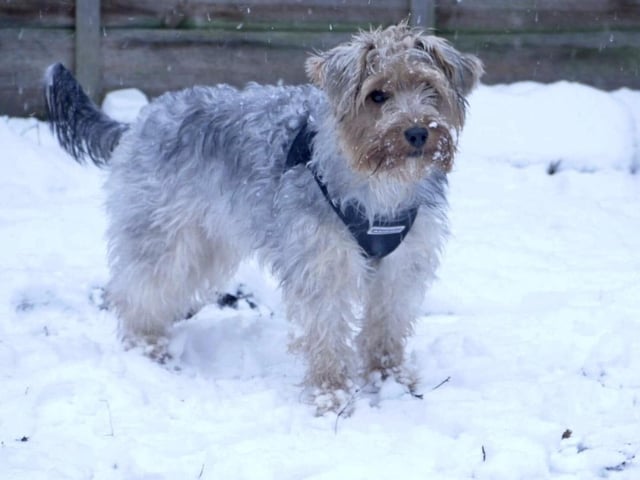 Melissa Newson's dog has fun in the snow