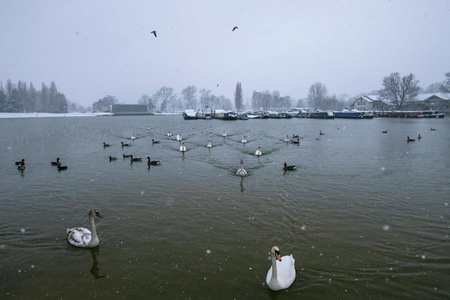 Birds on a snowy Billing Marina. Photo: Leila Coker