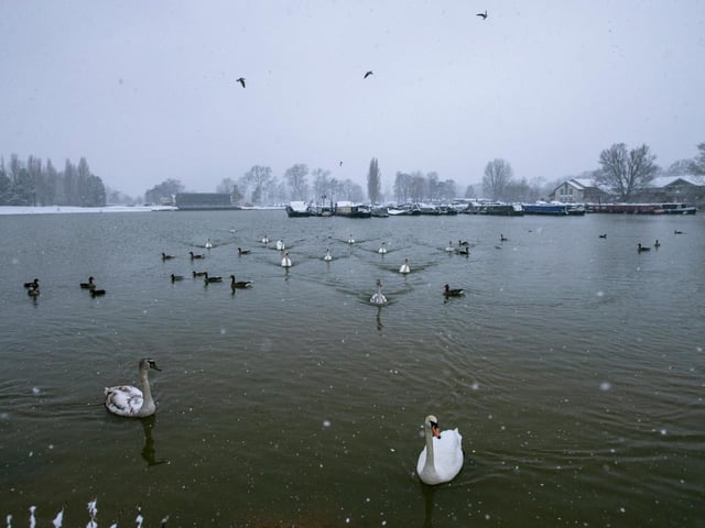 Birds on a snowy Billing Marina. Photo: Leila Coker