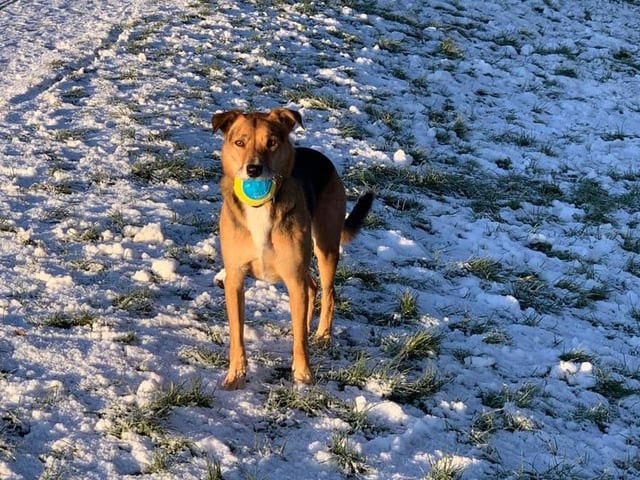 This is my ball! Photo: Andrea Summers-O'beirne