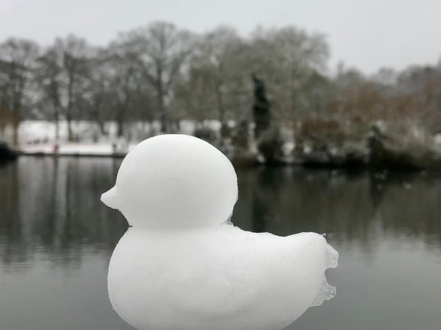 A rare but perfectly-formed snow duck, courtesy of @Allotment_Joss on Twitter