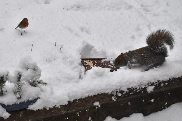 A robin and a squirrel square off over some food in the snow