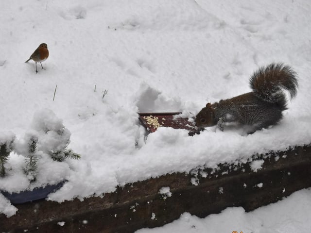 A robin and a squirrel square off over some food in the snow