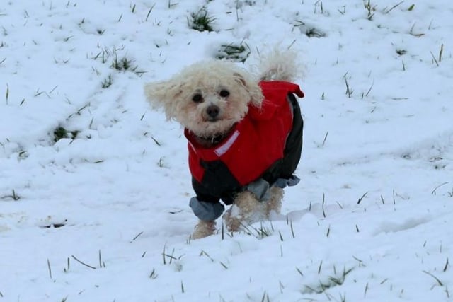 A dog is wrapped up warm in the snow. Photo: Julian Bissaker