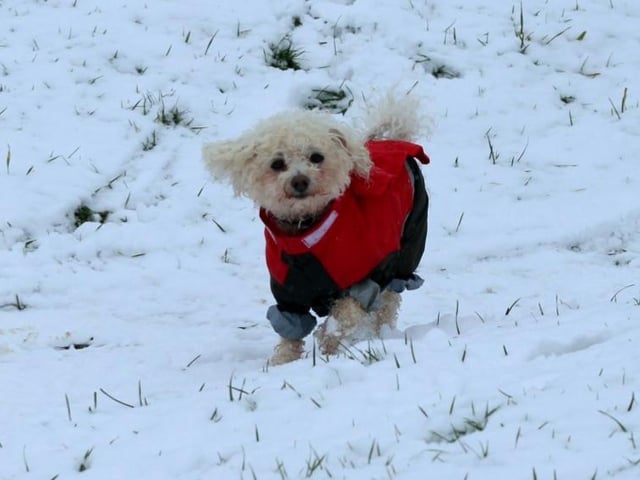 A dog is wrapped up warm in the snow. Photo: Julian Bissaker