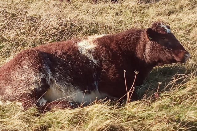 "Best hotel in Eastbourne," says Kelvin Luscome, who snapped this cow relaxing in the grass on Beachy Head with a Sony Xperia smartphone. SUS-210127-112100001