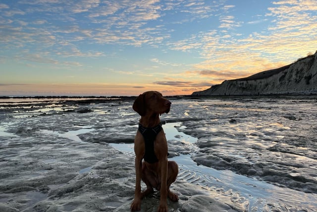 Freya the Hungarian wirehaired Vizsla enjoys the beach at Eastbourne. "She was born on Christmas Day 2019," says owner Tina Woodley-Roberts, who lives in East Dean. SUS-210127-141713001