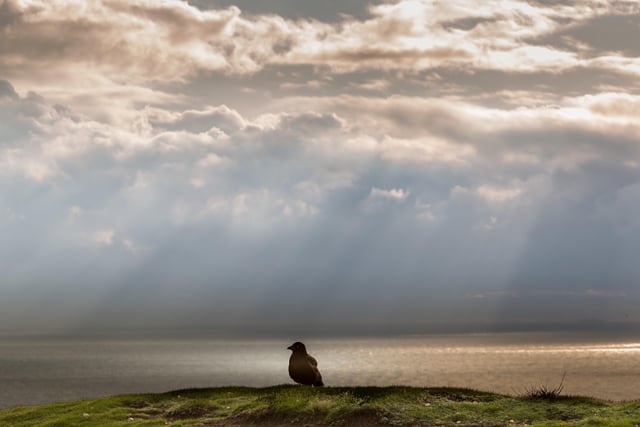 A crow sitting on the cliff edge at Beachy Head with a dramatic sky behind, by Barry Davis. SUS-210127-152201001