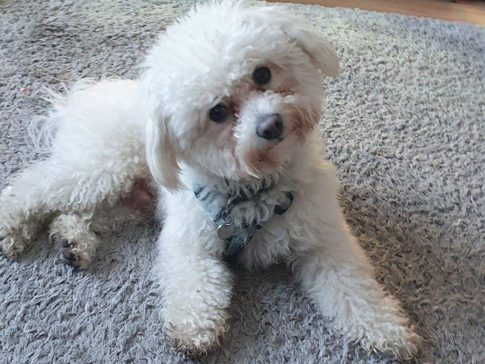 Our heart melted when we saw this picture of Stanley shared by Charlotte Allsobrook