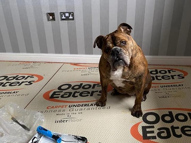 Sarah Rainer sent in this picture of Lola