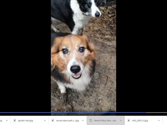 Andy Mcquiston shared images of his dogs Shep and Maddy