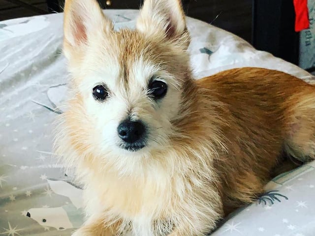 Anne-Marie O'Brien shared this picture of Ruby