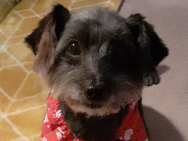 Denise Yates shared this picture of Louie