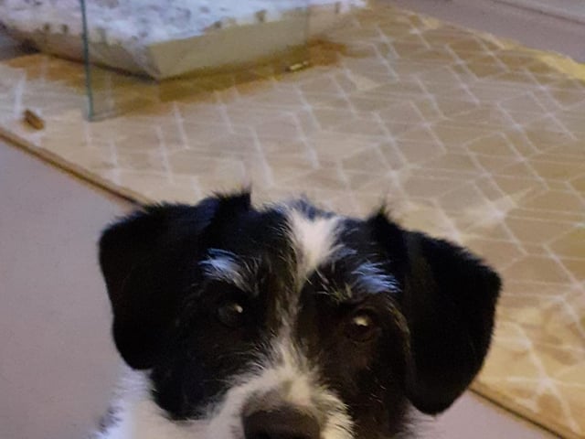 Denise Yates sent in this picture of Paddie