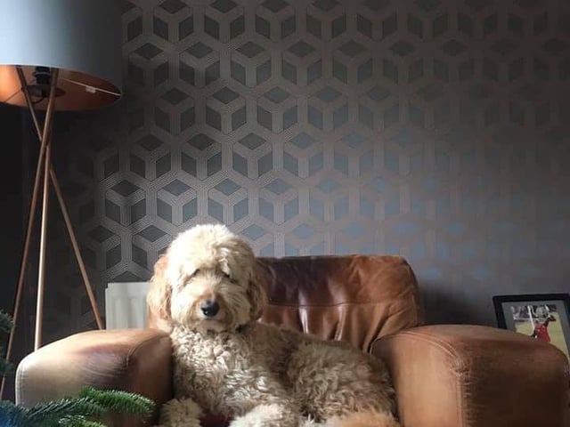 A beautiful picture of Dylan sent in by Karen Peskett