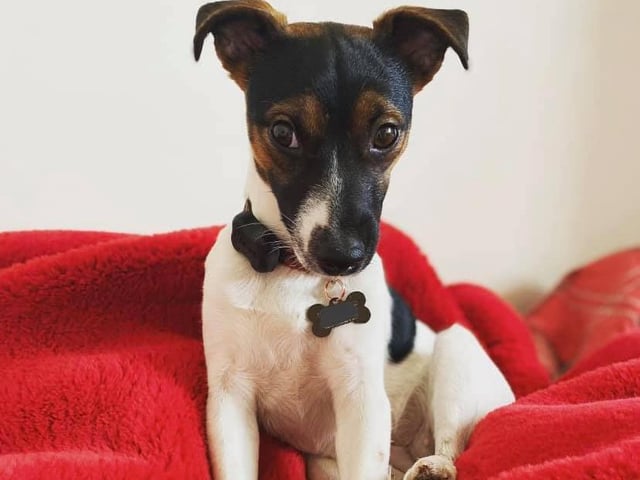 Thank you to Jemma Green for sharing this picture of Poppy