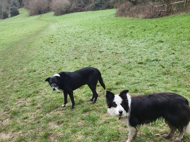 Krista Barzee shared this picture of Willow and Murphy