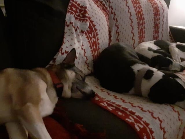 Lisa Henderson sent in this picture of her rescue dogs from London, Romania and Cyprus